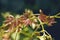 Grape leaves growing on grapevine in vineyard in spring