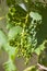 Grape leaves over defocused background of grapevine. Macro