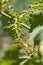 Grape leaves over defocused background of grapevine. Macro