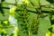 Grape leaves over defocused background of grapevine. Macro closeup