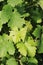 Grape leaves on a vine front cover- travel to European wine country!