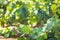 Grape Leaves and Vines Framing Blurry Room For Your Copy