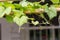 Grape leaves in vineyard. Grape leaves vine branch with tendrils and young leaves. Small grape branch with green leaves