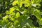 Grape leaves in a vineyard Loire Valley France