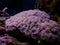 Grape long polyps stony coral - Euphyllia cristata