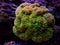 Grape long polyps stony coral - Euphyllia cristata