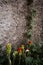 Grape-looking plants, red tips, wall texture in the background