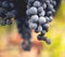 Grape macro in wineyard