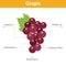 Grape nutrient of facts and health benefits, info graphic fruit