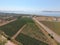 Grape orchards bird\'s-eye view. Vine rows. Top view on the garde