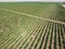 Grape orchards bird\'s-eye view. Vine rows. Top view of the garden