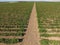 Grape orchards bird\'s-eye view. Vine rows. Top view of the garden