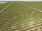 Grape orchards bird\'s-eye view. Vine rows. Top view of the garden