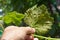 Grape phylloxera diseases. Grape phylloxera Phylloxera vastatrix is a pest of commercial grapevines worldwide