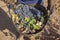 Grape picker holds bucket full of red bunches