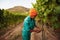 Grape picker working in vineyard