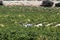 Grape pickers in field, Montilla.