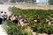 Grape pickers, Montilla.