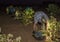 Grape pickers working at night with headlamps