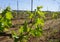 Grape plant of Marmajuelo variety with new fresh green leaves and tiny bunches of grapes in the sun