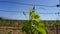 Grape plant of Marmajuelo variety with new tiny bunches of grapes in the sun