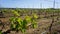 Grape plant of Marmajuelo variety with new tiny bunches of grapes in the sun