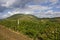 Grape plantation in Eger