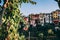 Grape plantation and Italian architecture colorful building on the background. Corniglia Cinque Terre Italy