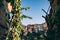 Grape plantation and Italian architecture colorful building on the background. Corniglia Cinque Terre Italy