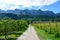 Grape plantation near Caldaro Lake in Bolzano/Bozen, Italytower in Brescia city, Lombardy Italy