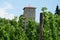 Grape plantation in Tvrdos Monastery, Bosnia and Herzegovina