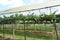 Grape plantation in vineyard with security netting from bird or