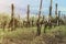 Grape plantation, young grape bushes, production of wine in Italy