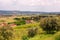 Grape plantations in an Italian winery