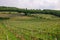 Grape plantations in an Italian winery