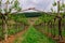 Grape plantations in an Italian winery