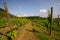 Grape plantations in an Italian winery