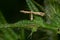 Grape Plume Moth - Geina periscelidactylus