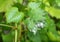 Grape Powdery Mildew. Grapevine diseases. Downy Mildew Plasmopara vitikola is a fungal disease