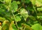 Grape Powdery Mildew. Powdery mildew is a fungal disease that affects a wide range of plants. Grapevine diseases.