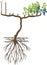 Grape pruning scheme: spur pruned. General view of grape vine plant with root system isolated on white background