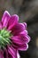 Grape purple tinted white Daisy with ray of sunlight on a plain background.