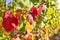 Grape red yellow leaves vine Autumn nature background