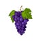 Grape. Ripe grapes are blue. Fresh grapes. Wine grapes vector illustration isolated on a white background