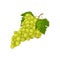 Grape. Ripe green grapes. Fresh grapes. Wine grapes vector illustration isolated on white background