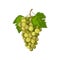 Grape. Ripe green grapes. Fresh grapes. Wine grapes vector illustration isolated on white background