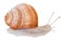 Grape, Roman, Burgundy snail, escargot, Achatina fulica clip art. Watercolor hand drawn realistic illustration for