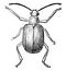 Grape Rootworm Beetle, vintage illustration