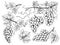 Grape sketch. Floral pictures wine grapes with leaves and tendrils vineyard engraving vector hand drawn illustrations