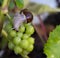 A grape snail on a bunch of green grapes.